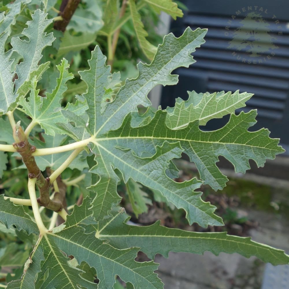 Ice Crystal Fig Ficus carica