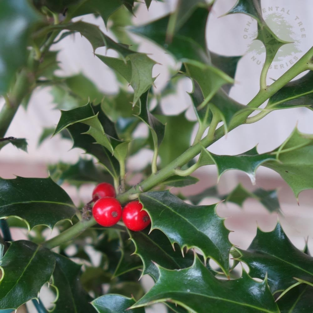 Ilex aquifolium 'Alaska' Holly