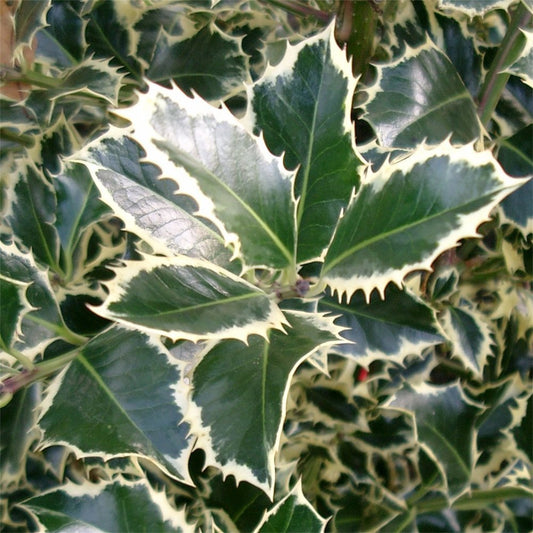 Ilex aquifolium 'Argentea Marginata' Holly tree