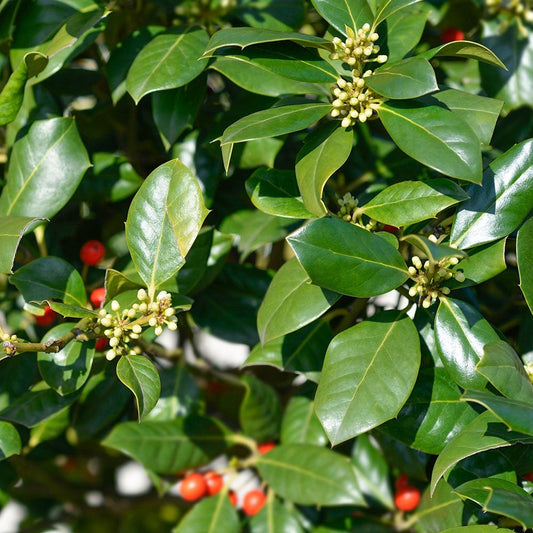 Ilex aquifolium Nellie R. Stevens Holly