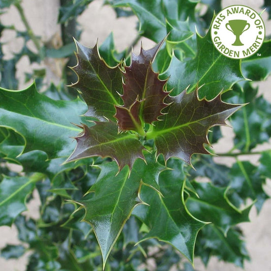 Ilex aquifolium Common Holly