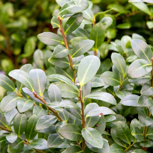 Ilex crenata 'Caroline Upright' Holly