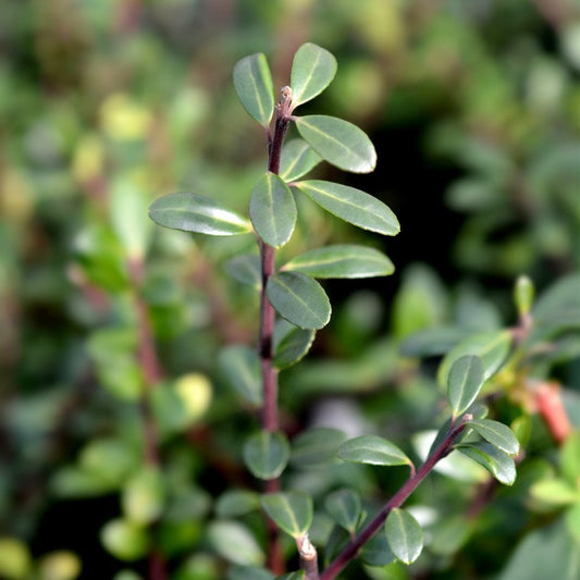 Ilex crenata 'Green Glory' Holly