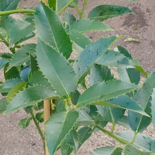 Ilex × koehneana 'Chestnut Leaf'