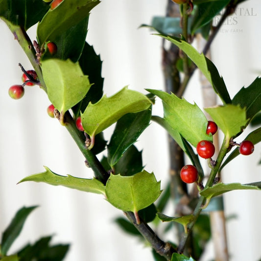 Ilex meserveae Blue Maid Holly topiary