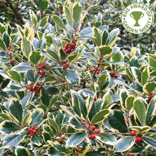 Ilex x altaclerensis 'Golden King' Holly tree