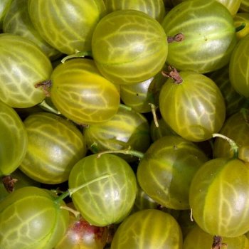 Green Invicta gooseberries