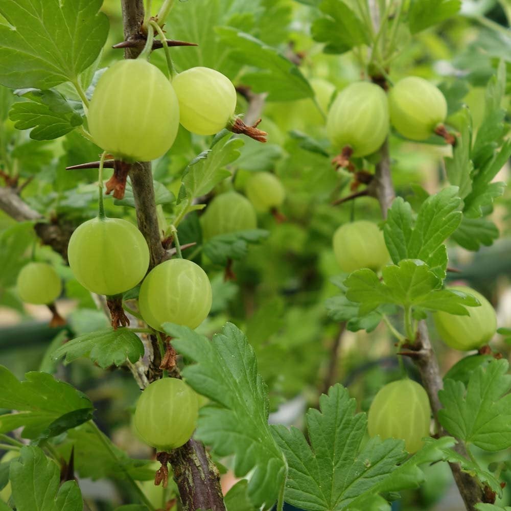 Invicta Gooseberry bush