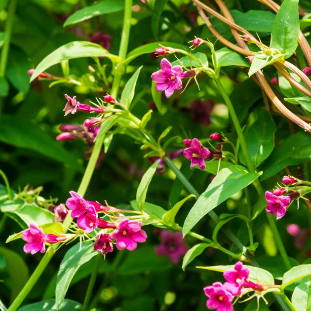 Jasminum beesianum Red Jasmine