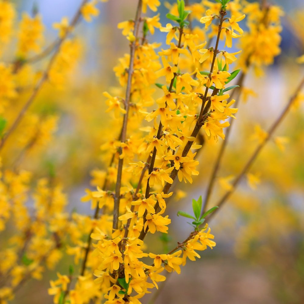 Jasminum nudiflorum winter flowering jasmine