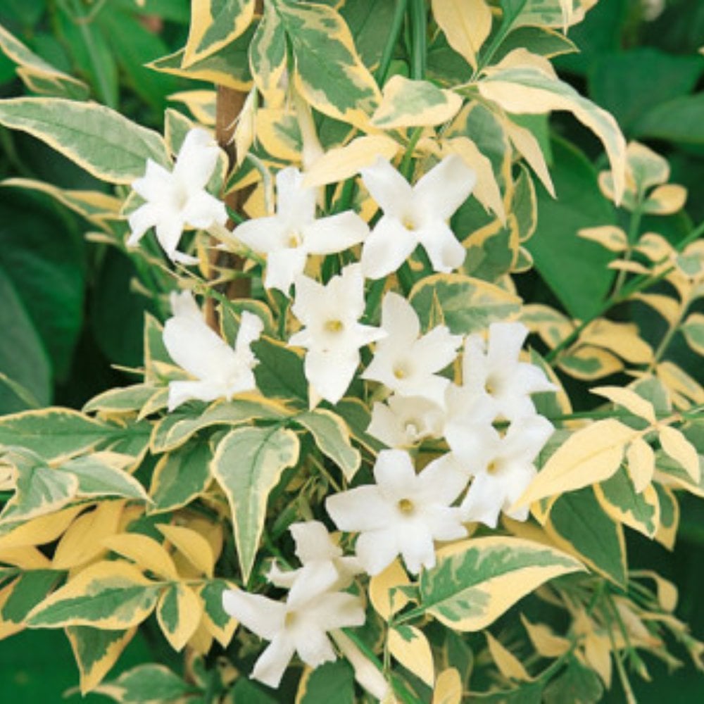 Variegated Common Jasmine