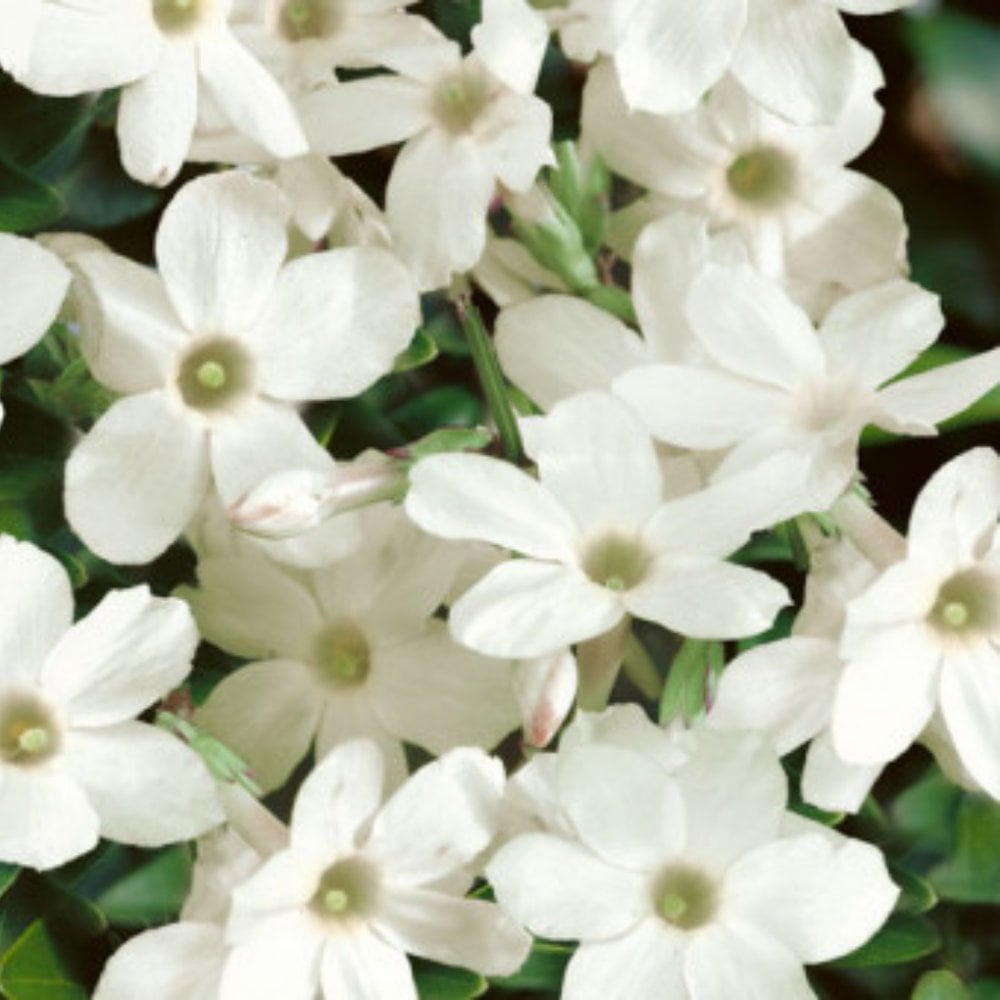 Jasmine 'Clotted Cream'