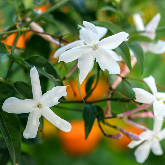 Jasminum officinale Jasmine