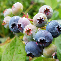 Jersey blueberries