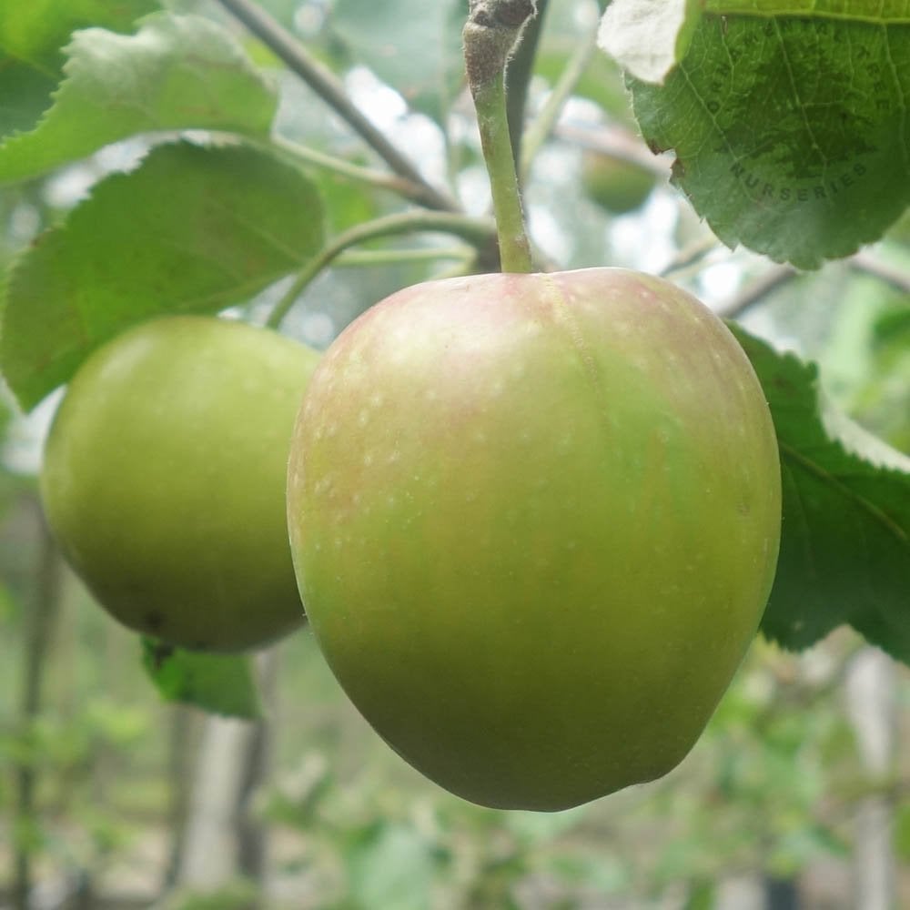 Jonagold apples