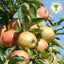 Jonagold Apple tree