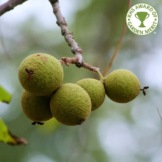 Juglans nigra Tree