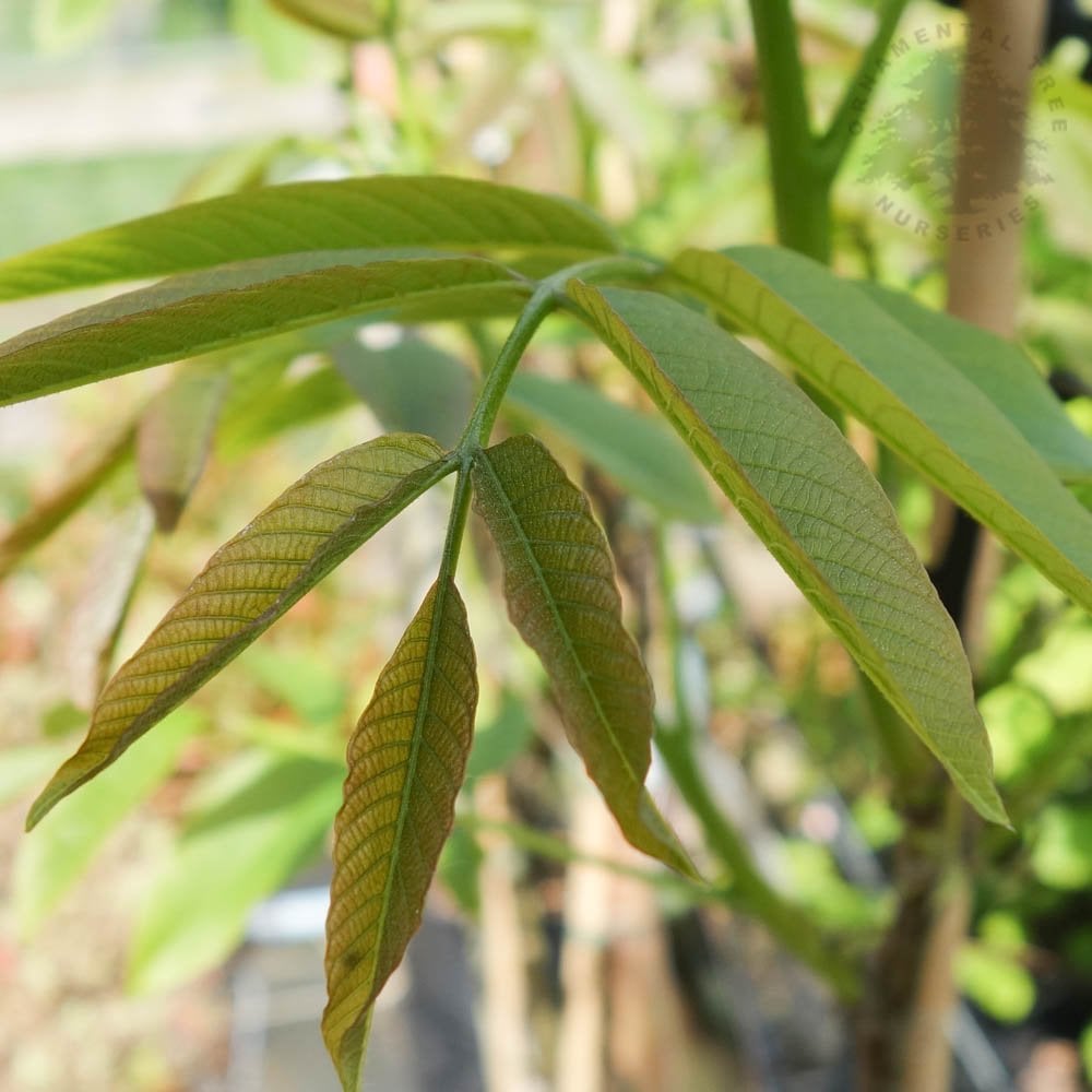 Juglans regia 'Buccaneer' Walnut tree