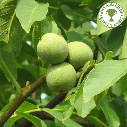 Juglans regia Walnut tree