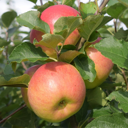 Apple Jumbo fruits