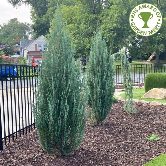 Juniperus scopulorum 'Blue Arrow' trees