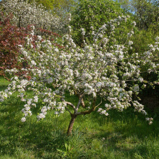 Katy apple tree in flower