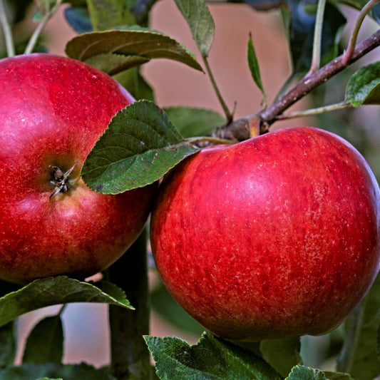 Katy apple tree