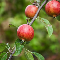 Katy Apple Tree