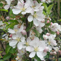 Katy Apple tree blossom