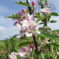 Kidds Orange Red Apple Tree