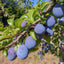 Bradleys King Damson tree