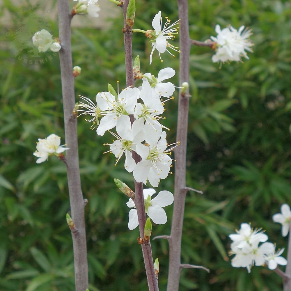 Prunus insititia 'Bradley's King Damson' in blossom