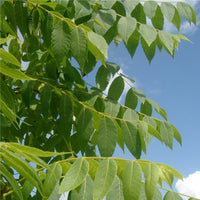 Koelreuteria paniculata tree