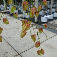 Koelreuteria paniculata golden rain fruits