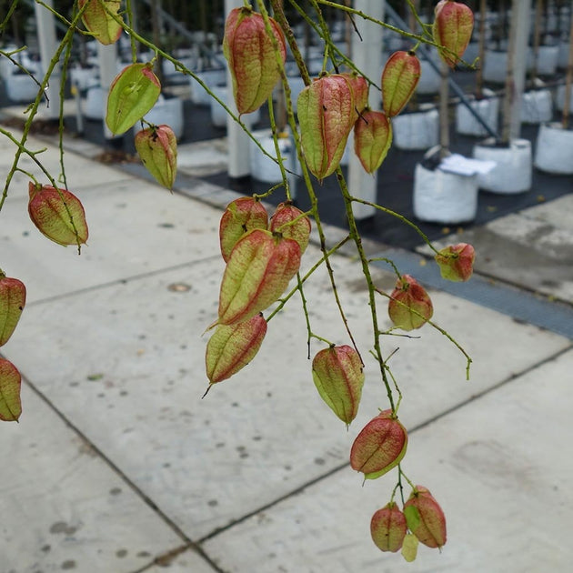 Koelreuteria paniculata golden rain fruits