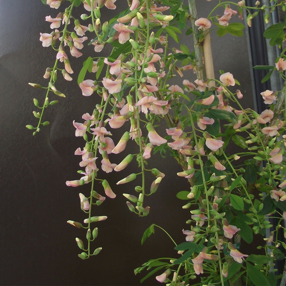 Laburnocytisus 'Adamii' tree in flower