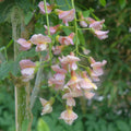 Laburnocytisus 'Adamii'