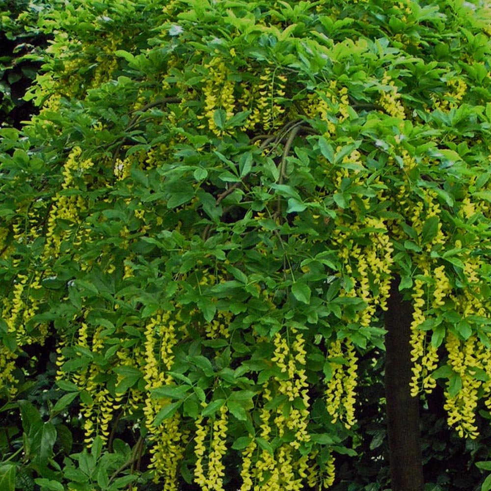 Laburnum alpinum 'Pendulum' tree