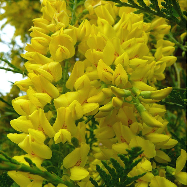 Weeping Scotch Laburnum flowers