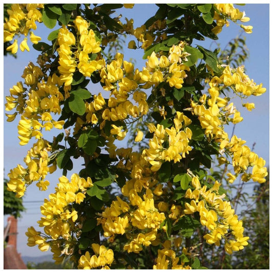 Laburnum x anagyroides Yellow Rocket