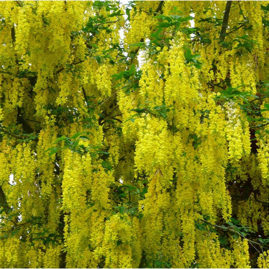 Laburnum x watereri 'Vossii' Tree