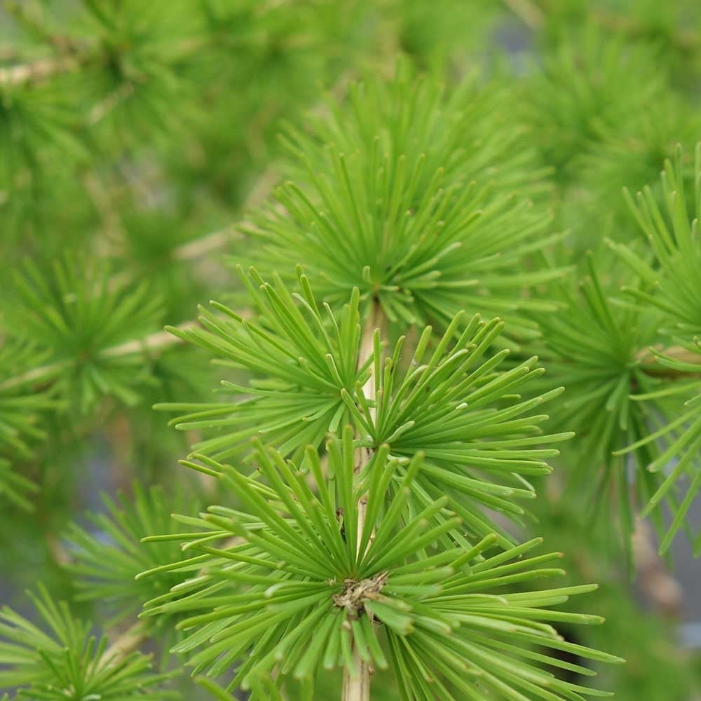 Larix decidua Common Larch