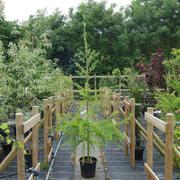 Larix Decidua Larch tree in pot