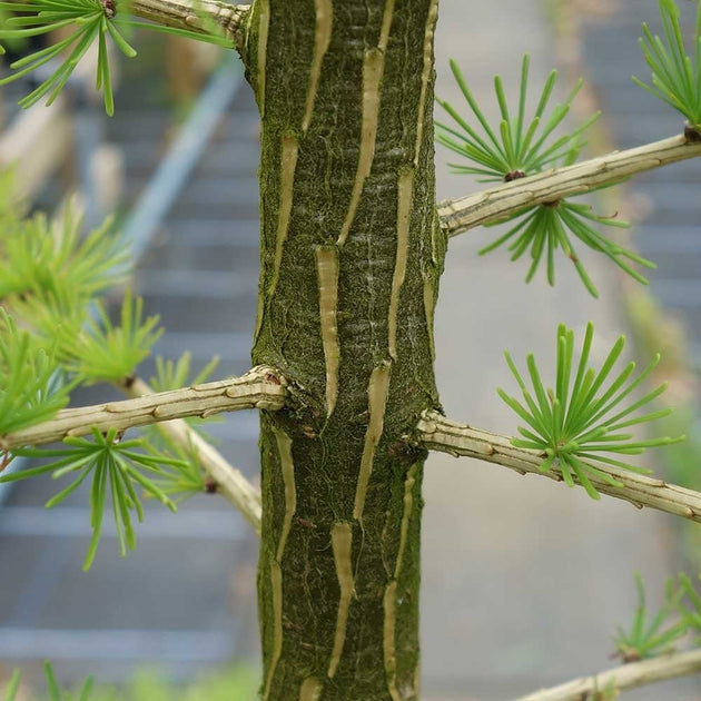 Larix decidua bark