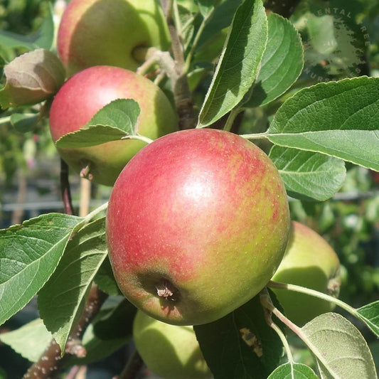 Laxton's Superb Apple tree