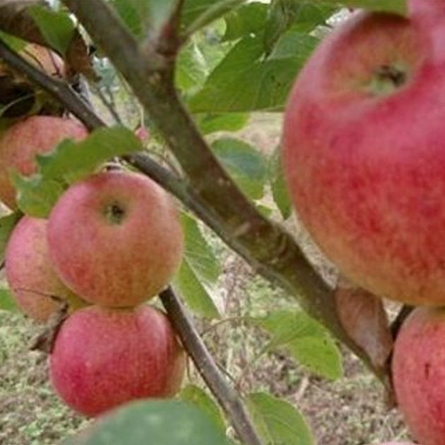 Laxton's Superb Apple tree