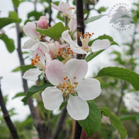 Laxton's Superb Apple blossom