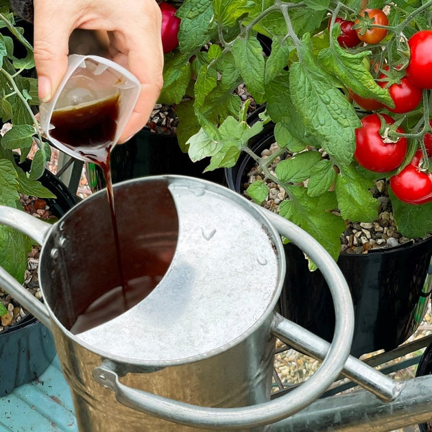 Levington® Tomorite® Liquid Concentrated Tomato Food