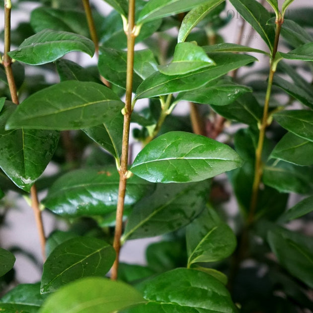 Ligustrum ovalifolium Privet leaves