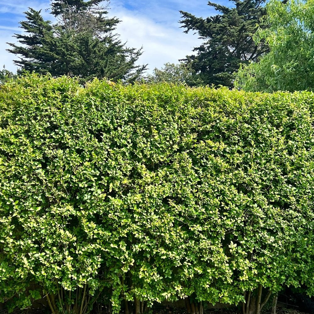 Privet hedging